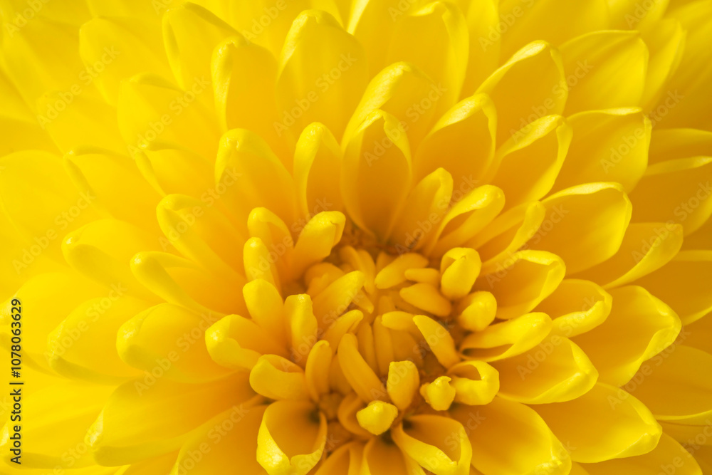 close up of yellow chrysanthemum close up of yellow chrysanthemum