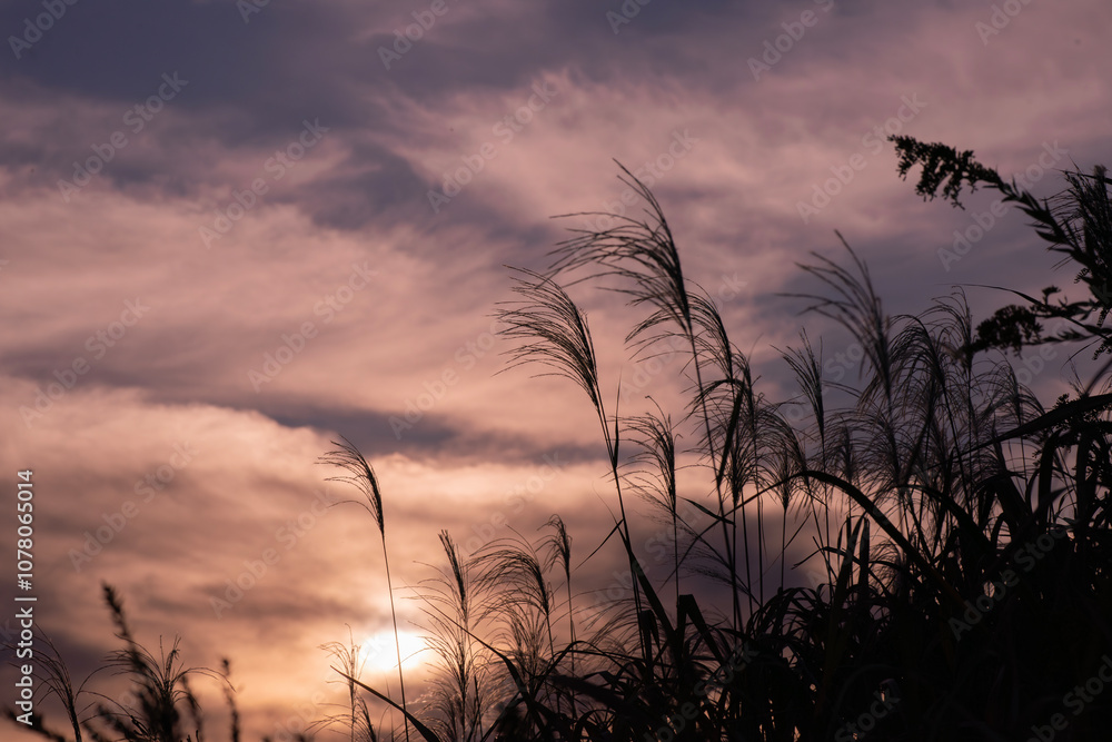 Obraz premium 秋の夕暮れ, グラデーションの空とススキのシルエット