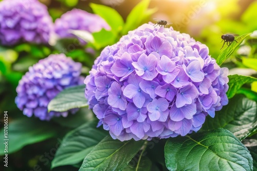 Hydrangea aspera, rosmyte, odmiana 'Macrophylla' photo