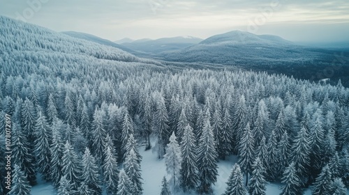 Aerial view of a thick forest covered in heavy snow, with distant mountain peaks in the background.