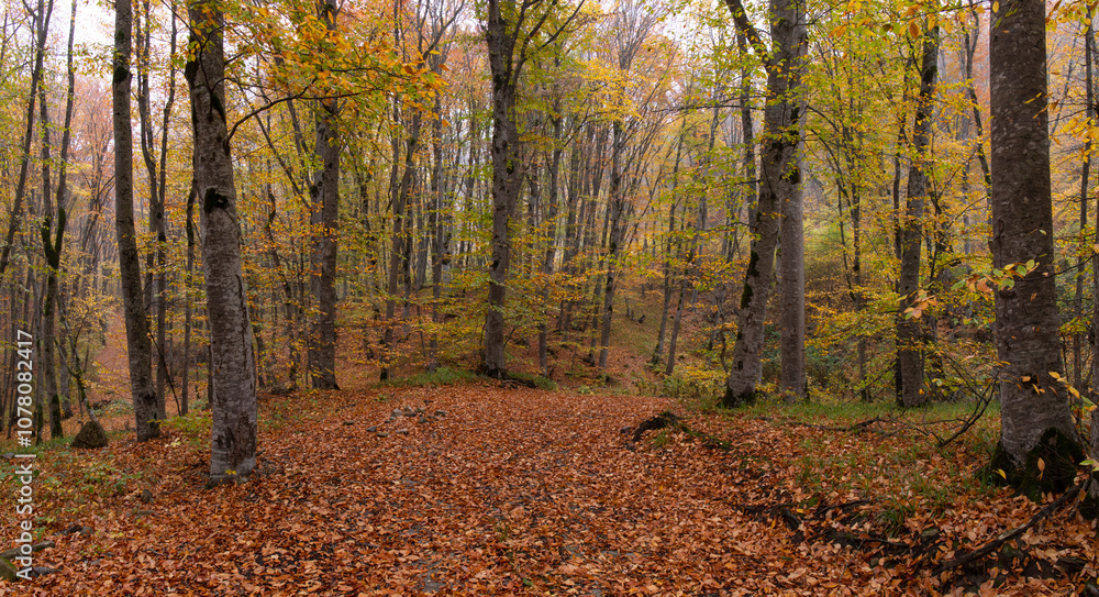 Yellow leaves lie on the ground in the autumn forest. Yellow leaves lie on the ground in the autumn forest.