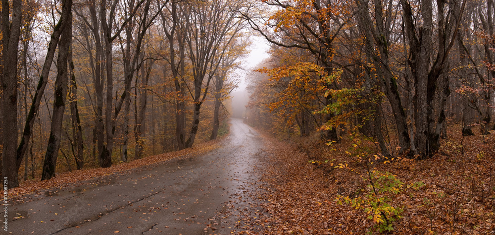 Fototapeta premium Asphalt road in the autumn forest.