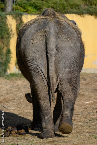 Rear of Indian elephant in paddock with excrement on left side. 