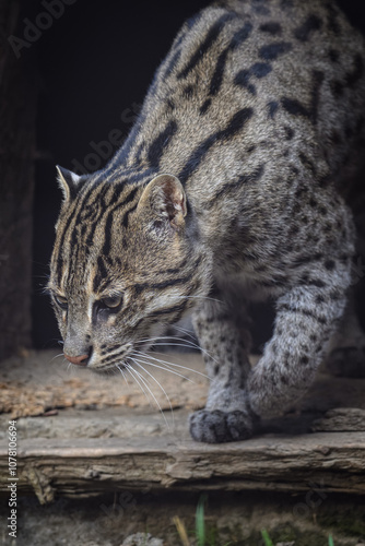 Fisher cat bred in captivity.
 photo