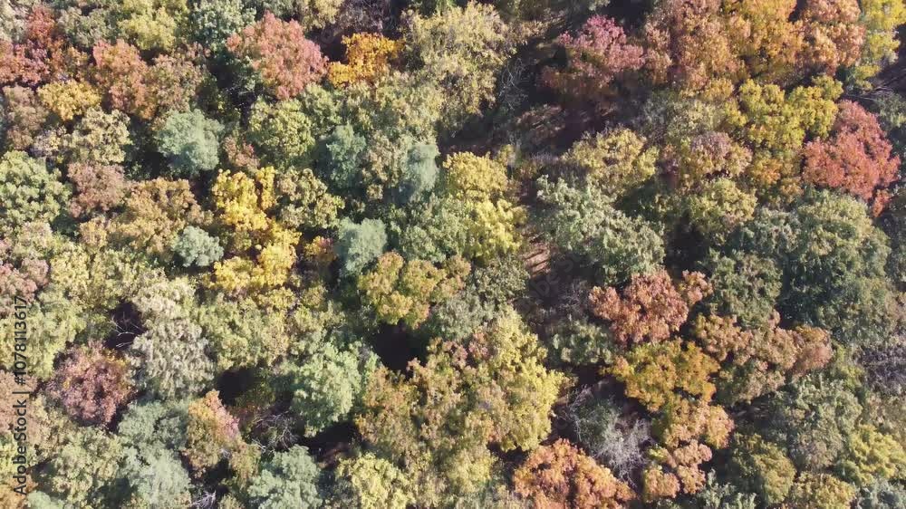 Aerial 4k view of a vibrant autumn forest canopy Aerial 4k view of a vibrant autumn forest canopy