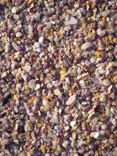 shells instead of sand in a beach of new zealand