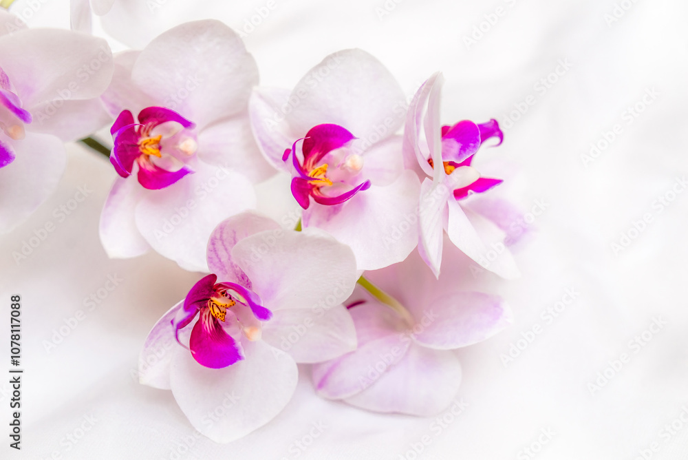 The branch of white orchids on white fabric background
The branch of white orchids on white fabric background