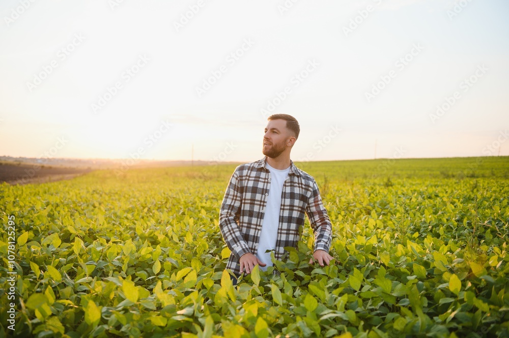 Farmer standing in soybean field examining crop at sunset Farmer standing in soybean field examining crop at sunset