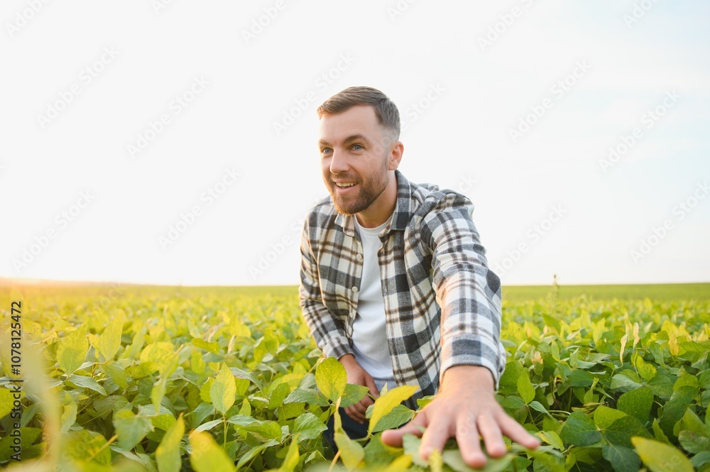 Farmer standing in soybean field at sunset Farmer standing in soybean field at sunset