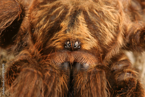 Closeup of a Caribbean Golden Grey Tarantula (Phormictopus platus). photo