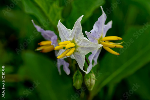 Horsenettle characterized by five yellow stamens photo