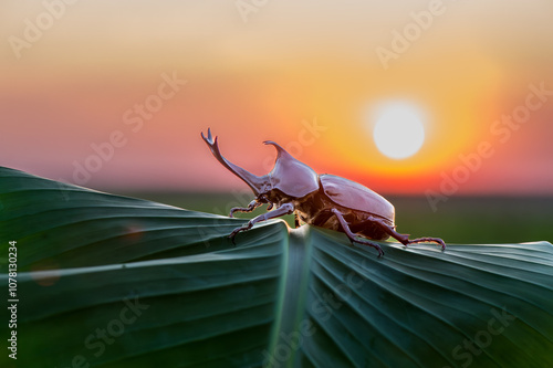 Wallpaper Mural Dynastinae, Rhinoceros, Rhino, Hercules, Unicorn or Horn beetle hold on the wood log. Torontodigital.ca