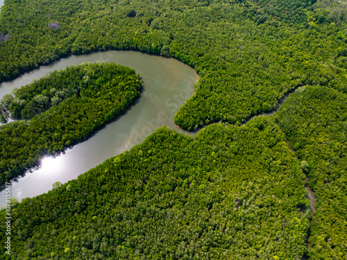 Amazing abundant mangrove forest, Aerial view of forest trees Rainforest ecosystem and healthy environment background, Texture of green trees forest top down, High angle view