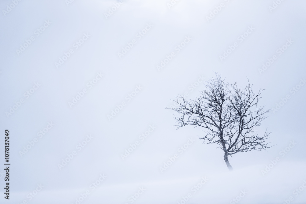 Fototapeta premium A solitary tree stands in a snowy landscape, enveloped in thick fog during a winter afternoon