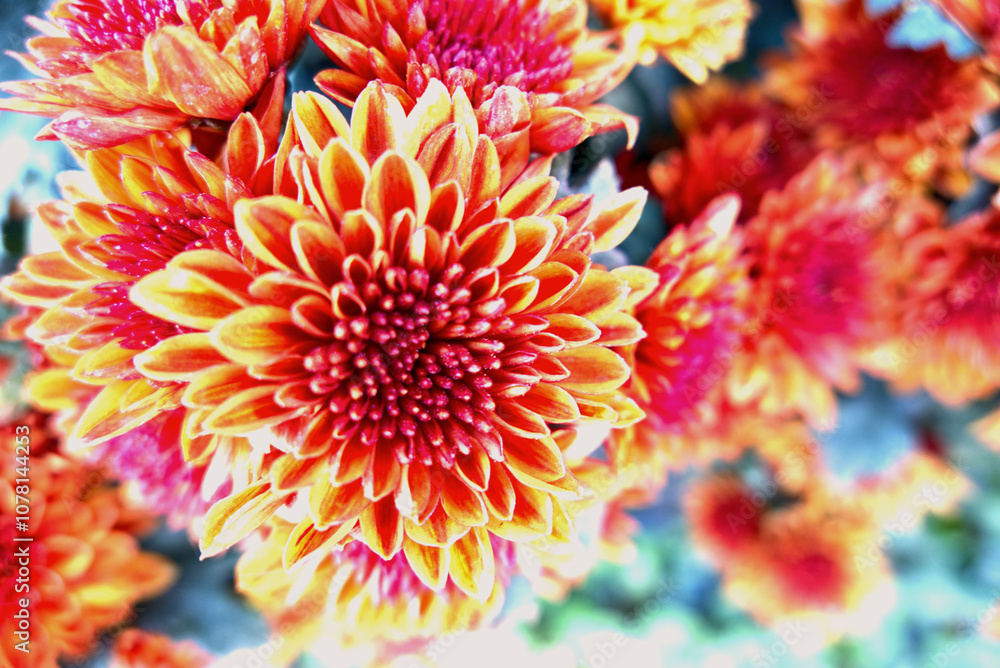 Close up of bouquet Yellow orange chrysanthemum flowers growing in the garden. Close up of bouquet Yellow orange chrysanthemum flowers growing in the garden.