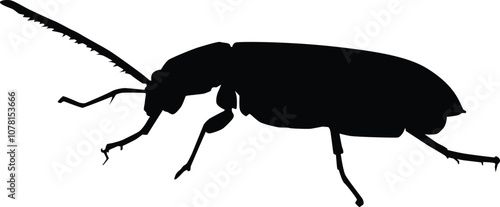 Beetle insect full body silhouette illustration