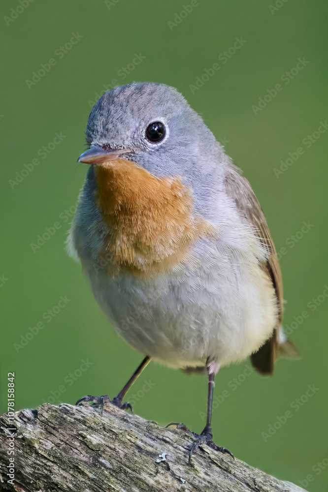 Fototapeta premium Red-breasted flycatcher (Ficedula parva)