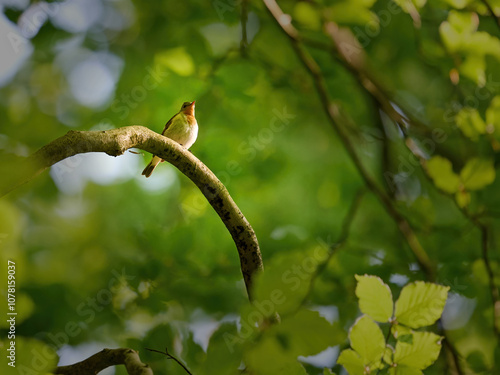 Red-breasted flycatcher (Ficedula parva) photo