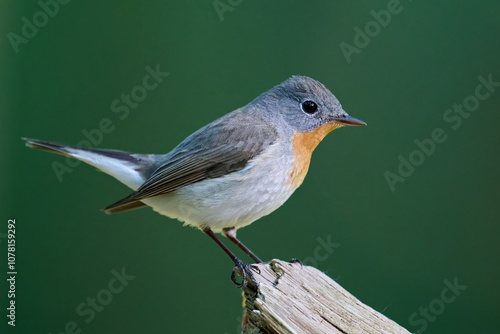 Tableau sur toile Red-breasted flycatcher (Ficedula parva)