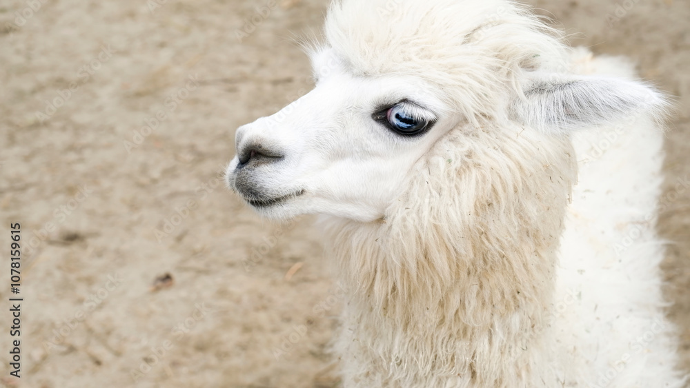 cute fluffy alpacas in the farm cute fluffy alpacas in the farm