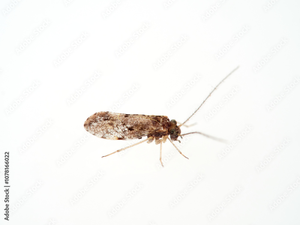 The barkflies. Booklice. Psocoptera. Loensia genus. The barkflies. Booklice. Psocoptera. Loensia genus.