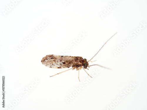 The barkflies. Booklice. Psocoptera. Loensia genus.  photo