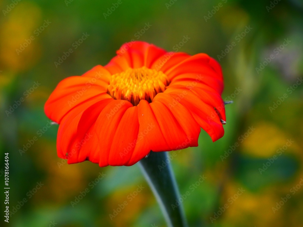 Vibrant Orange Flower Close-Up Vibrant Orange Flower Close-Up