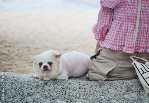 Cute dog rest on rock beside woman