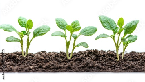 Wallpaper Mural Four Green Seedlings Growing in Soil Torontodigital.ca