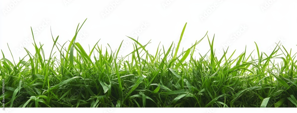 Lush green grass blades against a white background. Lush green grass blades against a white background.