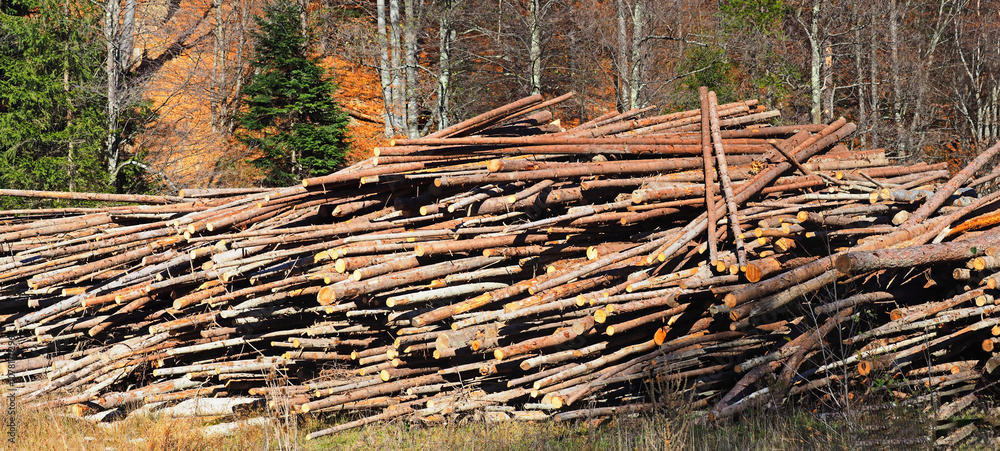 Pile of forest pine and spruce trees logs, logging timber wood industry Pile of forest pine and spruce trees logs, logging timber wood industry