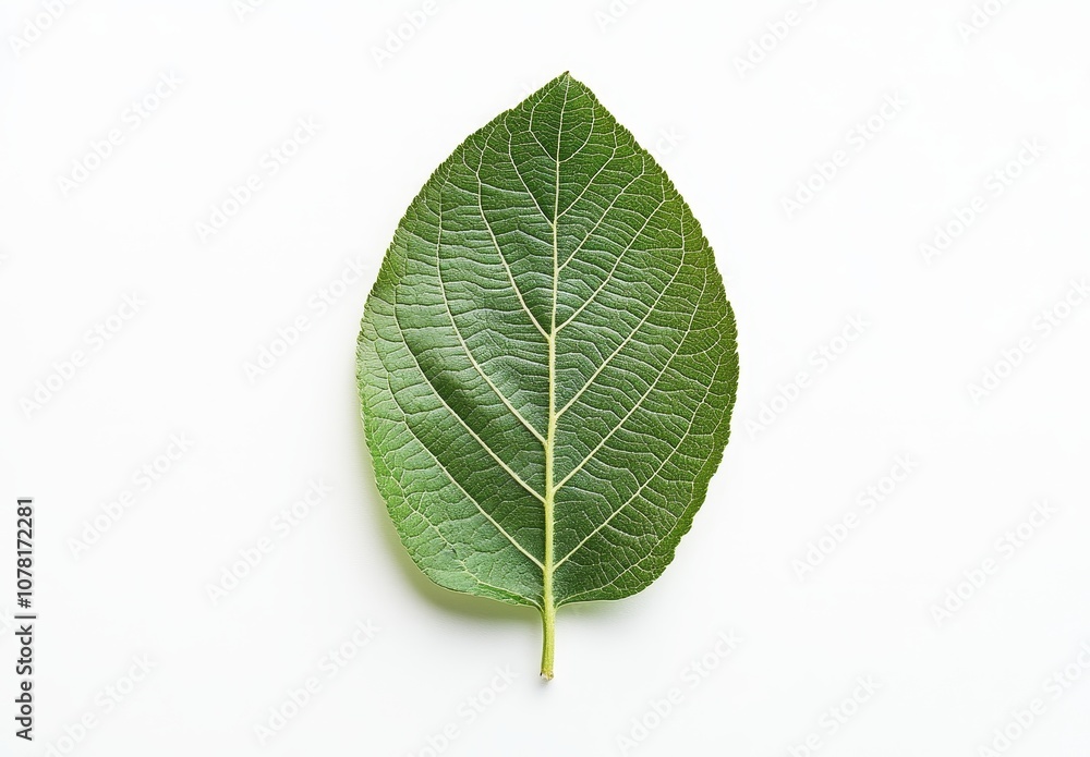 Single green leaf with veins isolated on a white background. Single green leaf with veins isolated on a white background.