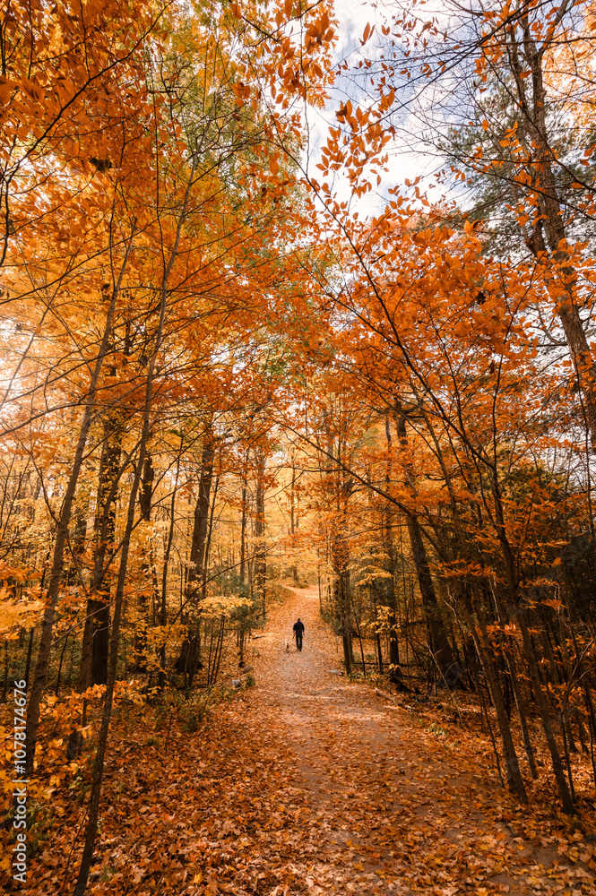 Person walking dog on beautiful trail through the woods on fall day. Person walking dog on beautiful trail through the woods on fall day.