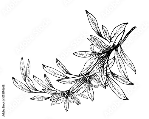 Olive tree branch, no fruit with leaves. Black and white graphic hand drawn vector illustration. Fruitless rosemary, bay leaf clipart for card, food, product label. Isolated line art from background