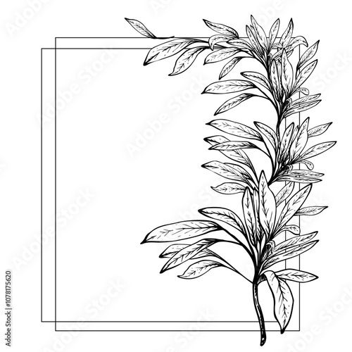Olive tree branch, no fruit with leaves square frame. Black and white hand drawn vector illustration. Fruitless rosemary, bay leaf template for card, food label, shop Isolated line art from background