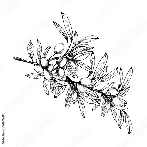Olive tree branch with leaves and berries fruit. Black and white graphic hand drawn vector illustration. Botanical clipart for food menu, greeting card, product label Isolated line art from background