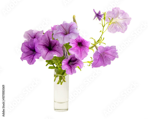 Petunia Flowers, purple petunias with dark veins, Easy Wave Plum Vein Petunia isolated on white background