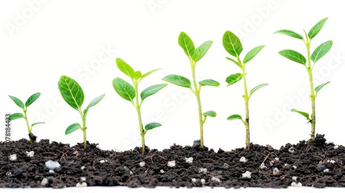 Young green tree growing in the soil with sunlight shining from behind in a natural background