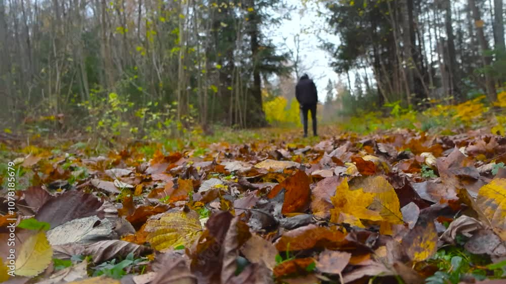 Man kicking and hitting leaves in slow motion in an autumn forest while a lot of yellow, golden brown leaves are on the ground on a forest pathway. Filmed from a ground perspective, close to ground. Man kicking and hitting leaves in slow motion in an autumn forest while a lot of yellow, golden brown leaves are on the ground on a forest pathway. Filmed from a ground perspective, close to ground.