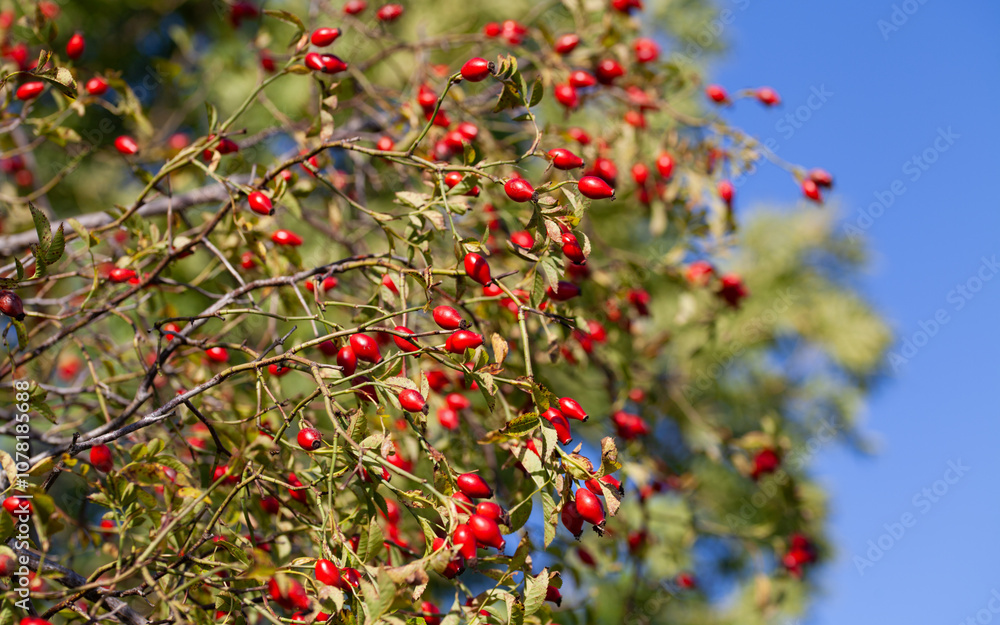 Rosehip on the rosa canina bush b in early spring, ready for harvest. Lots of red healthy berries. Rosehip on the rosa canina bush b in early spring, ready for harvest. Lots of red healthy berries.