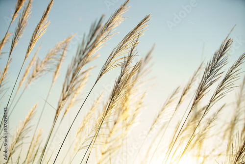 Gentle Breeze Through Tall Grass at Sunset, Capturing Nature's Serenity and Warmth with Glowing Sunlight Illuminating the Fragile Blades Against a Soft Sky