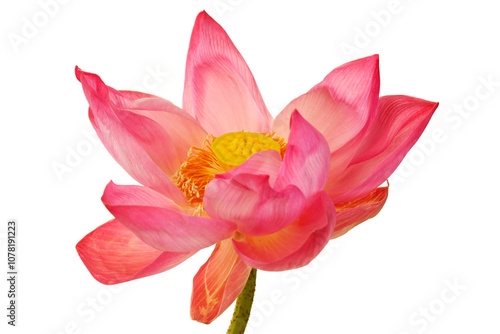 Delicate Pink Lotus Flower in Full Bloom with Radiant Petals and Center Pistil Showcasing Nature's Beauty Against a Clean White Background