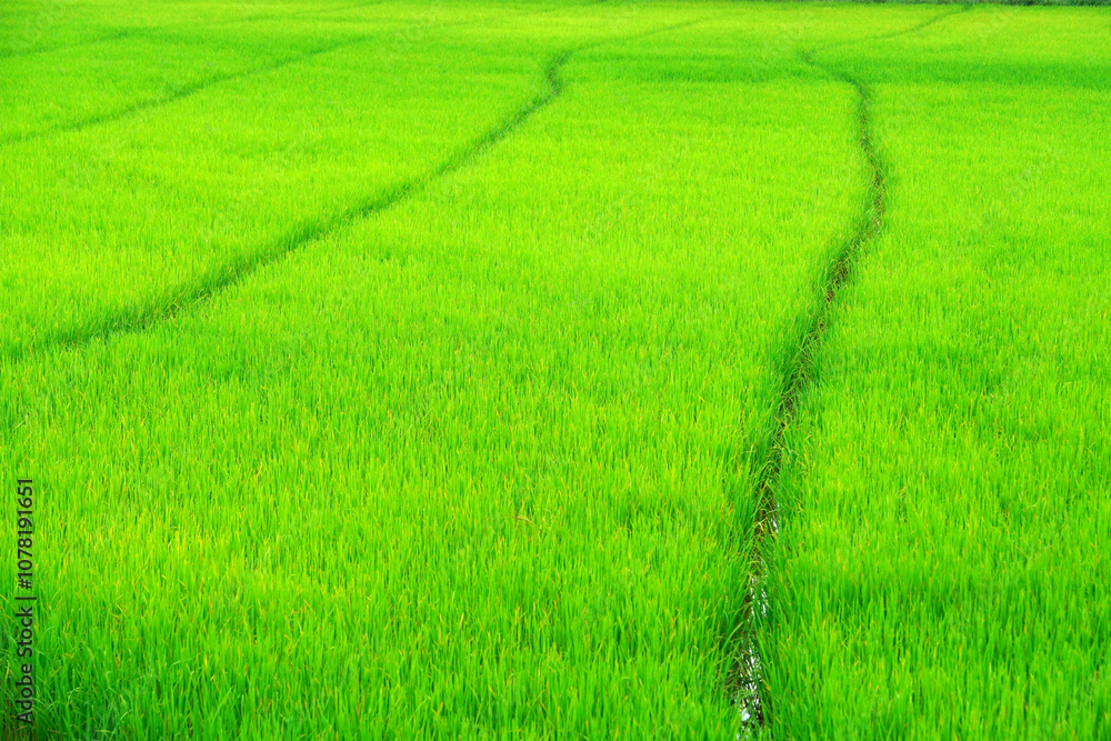 Lush Green Rice Field with Traces of Water Channels in Bright Sunlight Capturing Agricultural Beauty and Natural Serenity in Rural Landscape Lush Green Rice Field with Traces of Water Channels in Bright Sunlight Capturing Agricultural Beauty and Natural Serenity in Rural Landscape