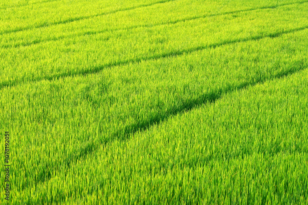 Lush Green Rice Field with Vibrant Rows and Stripes Showcasing the Beauty of Agricultural Landscapes During Growing Season in Bright Natural Light Lush Green Rice Field with Vibrant Rows and Stripes Showcasing the Beauty of Agricultural Landscapes During Growing Season in Bright Natural Light