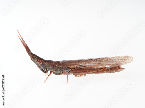 elongated grasshopper with a cone head. Protected species. Grasshopper Brachycrotaphus tryxalicerus photo