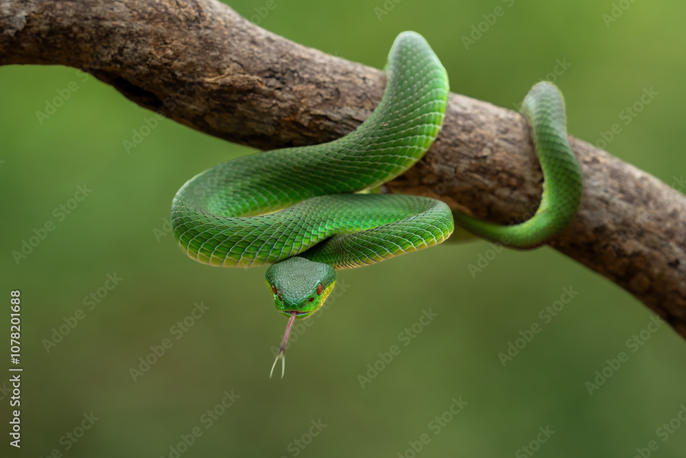 Obraz premium Green White-lipped Pit Viper (Trimeresurus insularis). Indonesian viper snake on tree branch.