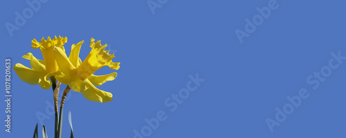 Beautiful Bunch of Yellow Daffodils with blue sky background with space for text and copy photo