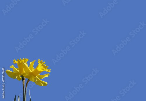 Beautiful Bunch of Yellow Daffodils with blue sky background with space for text and copy photo