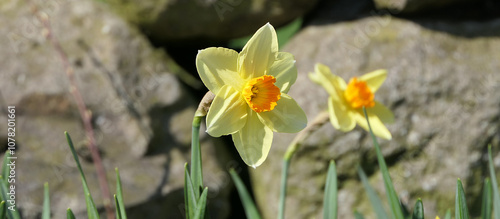 Beautiful Bunch of Yellow Daffodils growing in a garden in UK photo