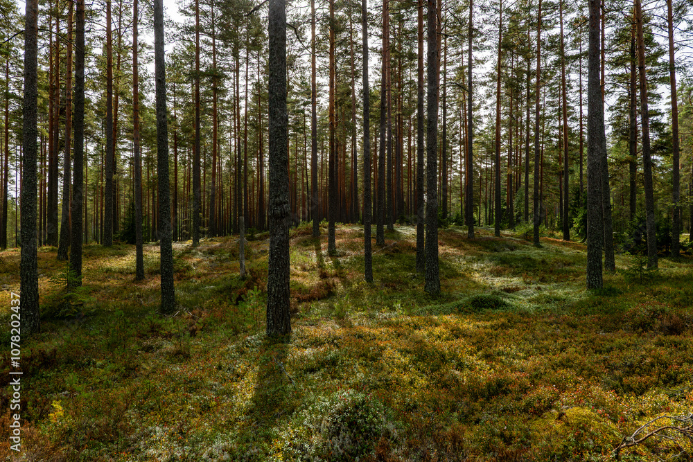 Fototapeta premium Pine tree landscape in autumn